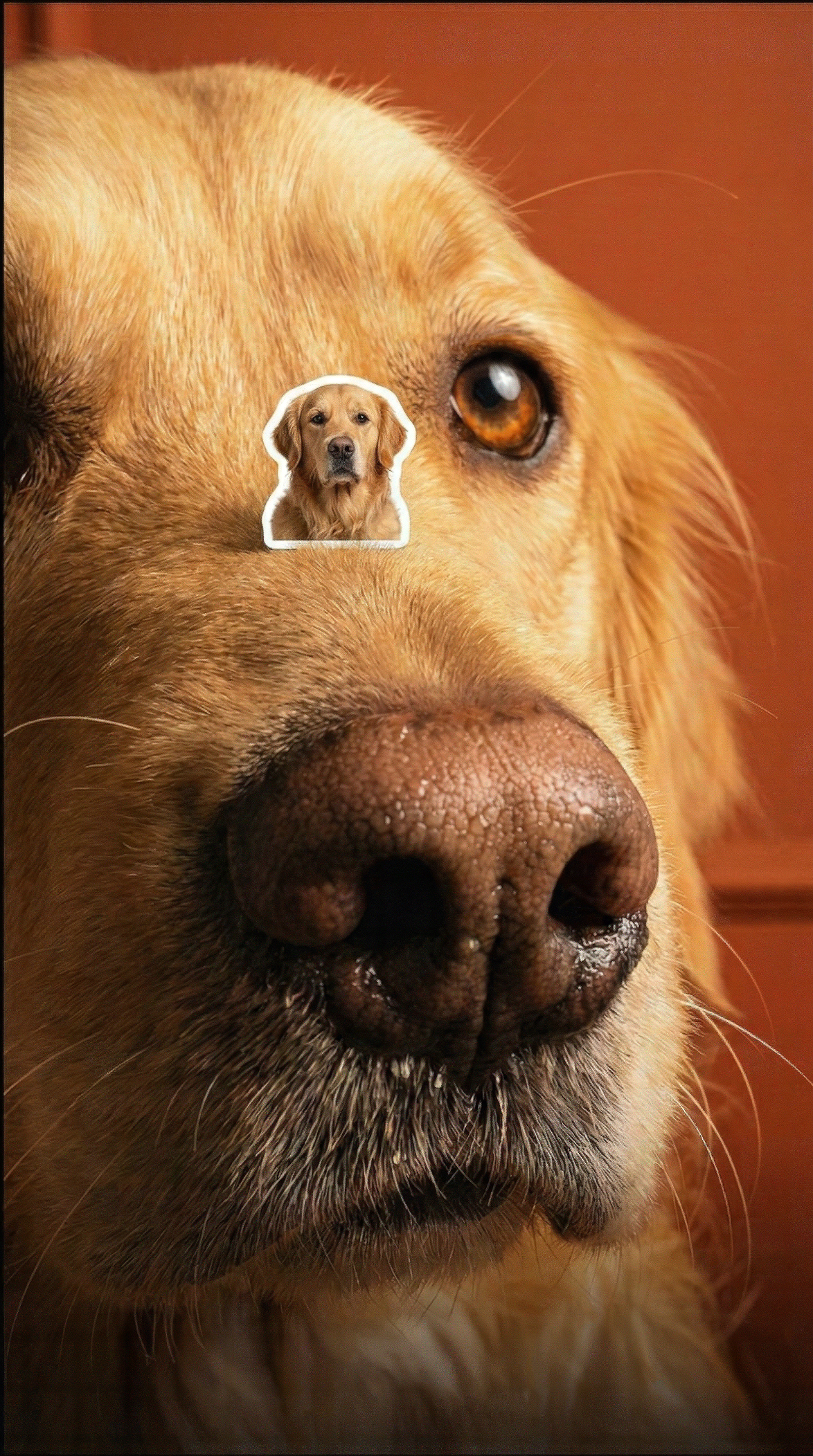 pet sticker